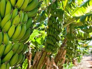 Ecuador is the world's largest producer of bananas.