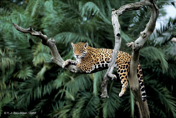 Jaguar Pantanal, Brazil. Photo Credit: Y.-J. Rey-Millet / WWF